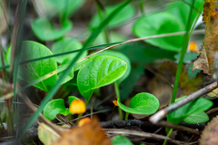 Pyrola rotundifolia