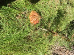 Boletus edulis grandedulis