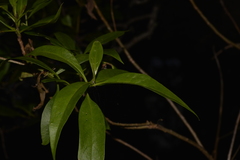 Myoporum acuminatum