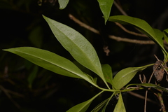 Myoporum acuminatum
