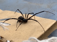 Latrodectus geometricus