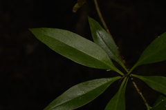 Myoporum acuminatum