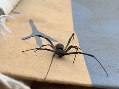 Latrodectus geometricus