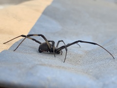 Latrodectus geometricus