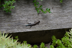Plestiodon finitimus