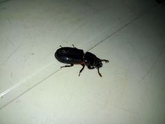 Coleoptera