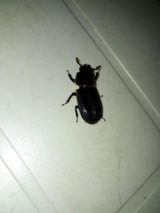 Coleoptera