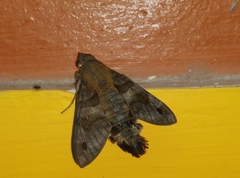 Macroglossum assimilis