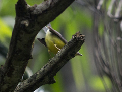 Basileuterus culicivorus