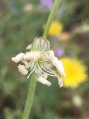 Silene dichotoma
