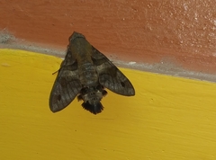 Macroglossum assimilis