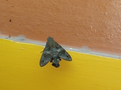 Macroglossum assimilis