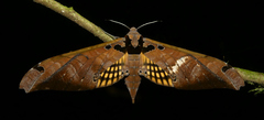 Adhemarius tigrina