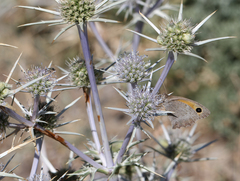 Eryngium bourgatii