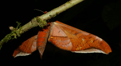 Adhemarius tigrina