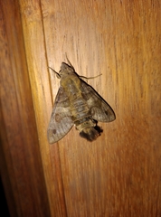 Macroglossum corythus