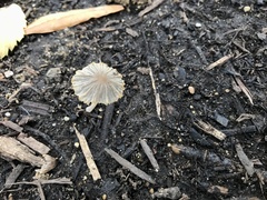 Psathyrellaceae