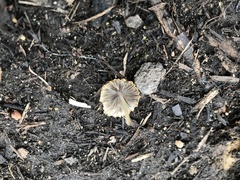 Psathyrellaceae