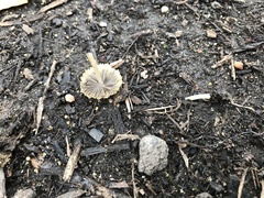 Psathyrellaceae