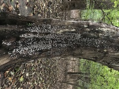 Crepidotus