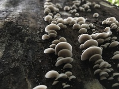 Crepidotus