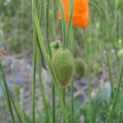 Papaver oreophilum