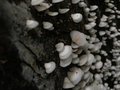 Crepidotus