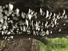Crepidotus