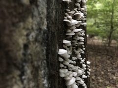 Crepidotus