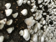 Crepidotus