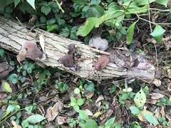 Auricularia