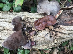 Auricularia