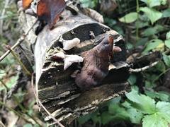 Auricularia