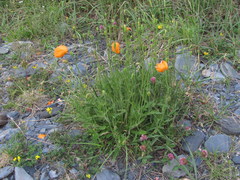 Papaver oreophilum