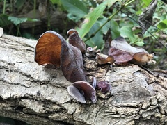 Auricularia