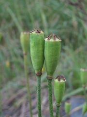 Papaver oreophilum