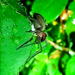 Cheiracanthium punctorium