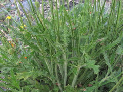 Papaver oreophilum