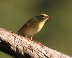 Phylloscopus sibilatrix