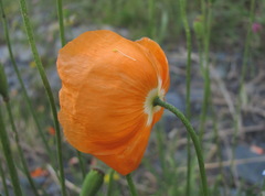 Papaver oreophilum