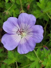 Geranium erianthum