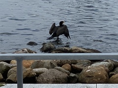 Phalacrocorax carbo