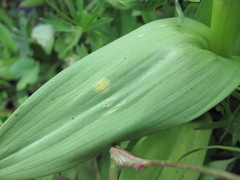 Puccinia sessilis