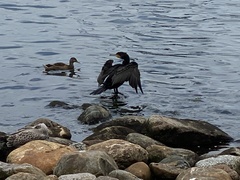 Phalacrocorax carbo
