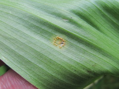 Puccinia sessilis