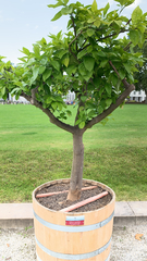 Magnoliopsida