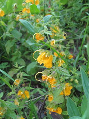 Rhynchocorys orientalis