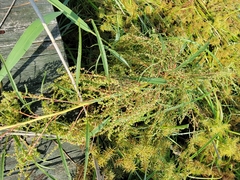 Amaranthus cannabinus