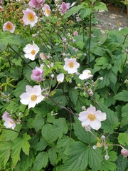 Eriocapitella hupehensis