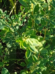 Chamaecytisus ruthenicus